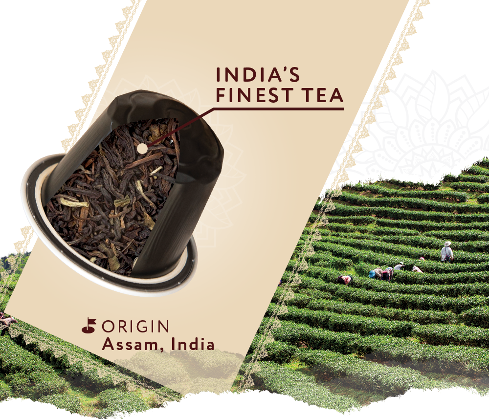 Coffeeza Assam Tea Capsules, India's Finest Tea in Aluminium Capsules