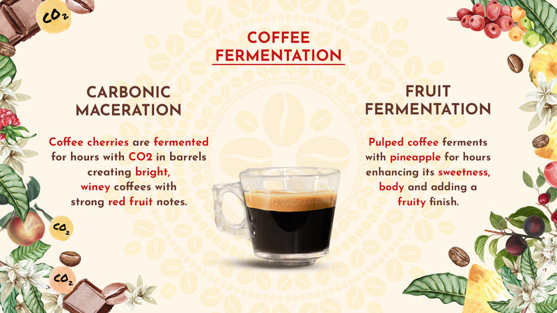 Sipping on Science with Coffee Fermentation
