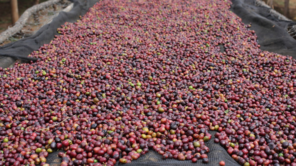 Natural, Washed and Honey Coffee Processing Methods – Coffeeza
