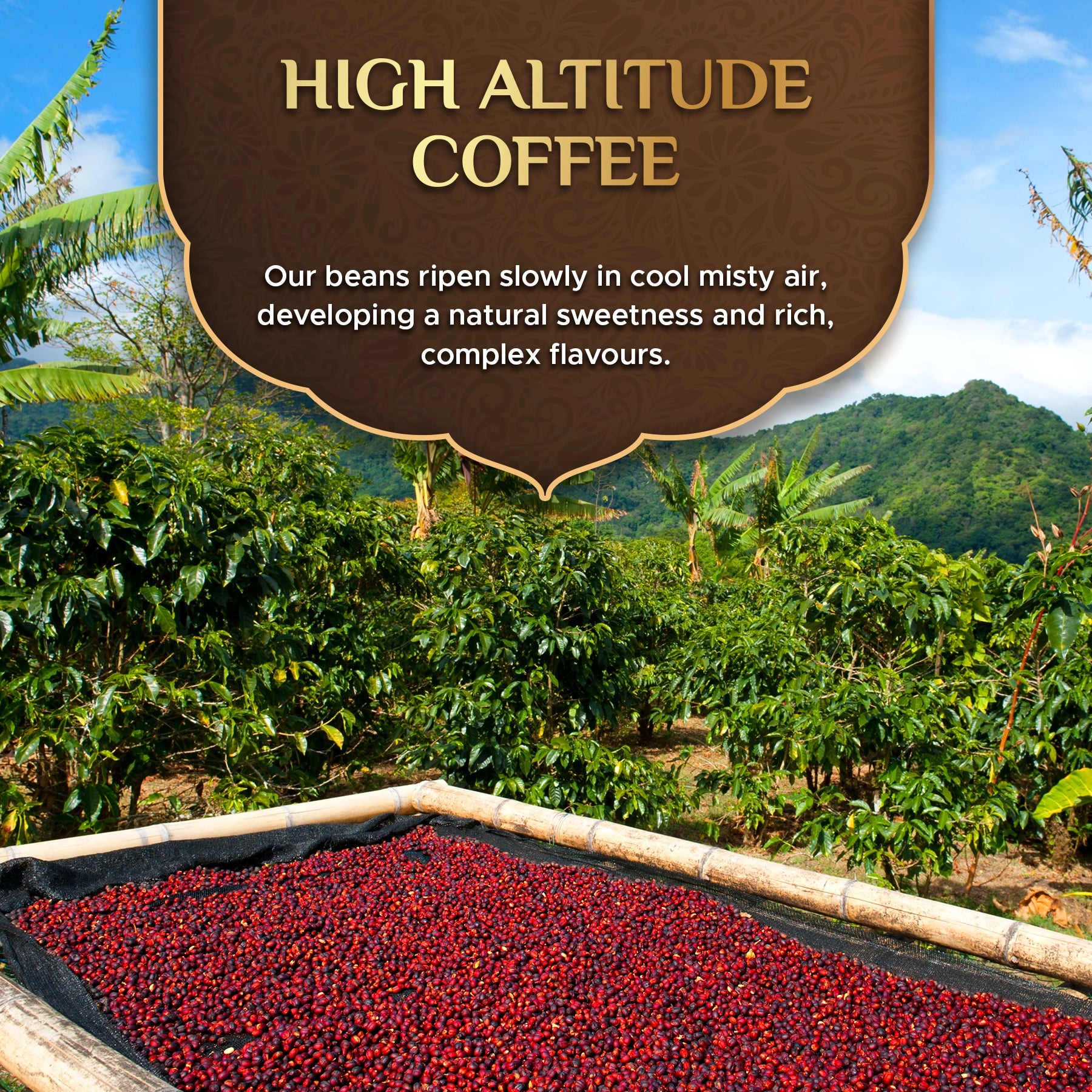 Vanilla 100% Arabica Flavoured Aluminium Coffee Capsules